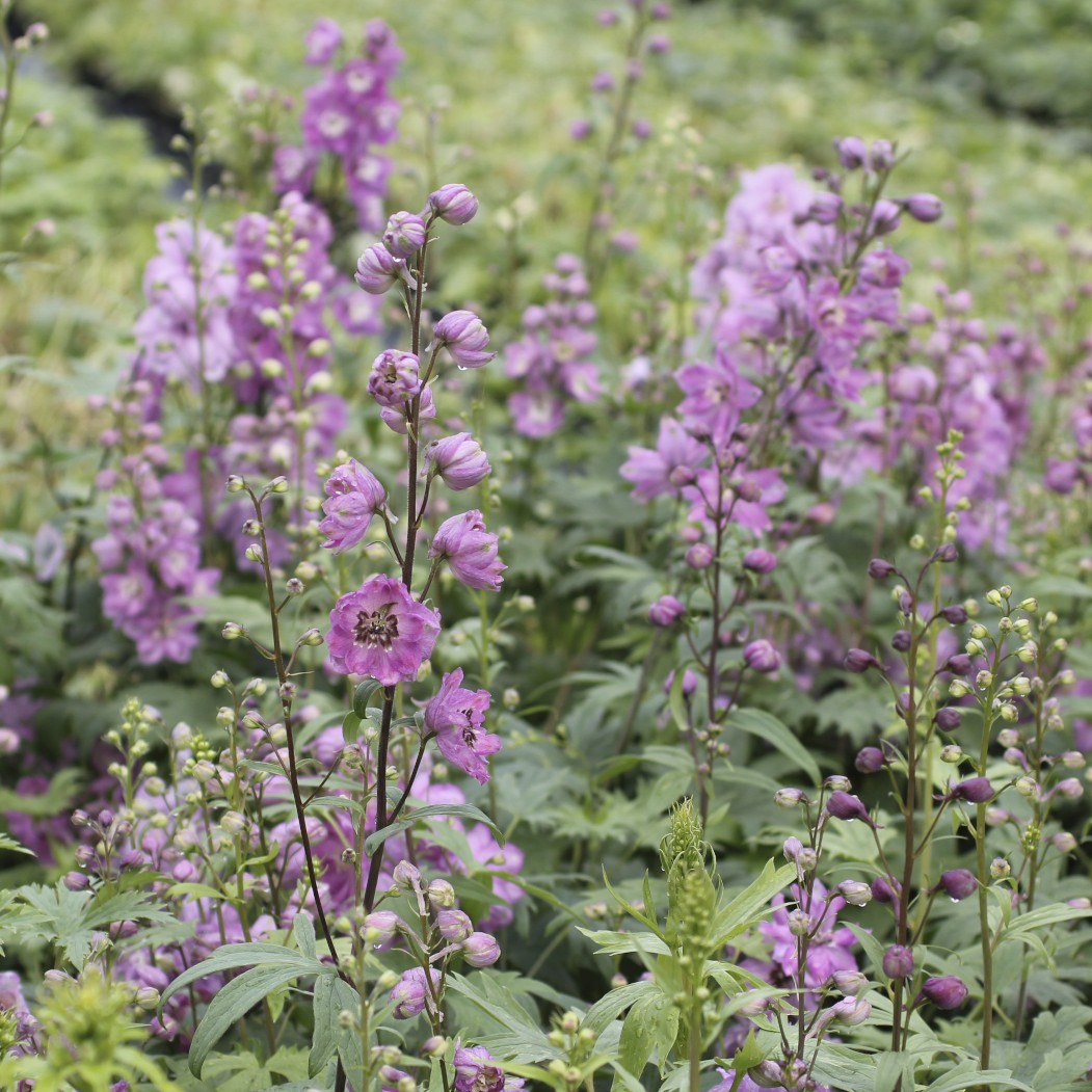 Delphinium Elatum-Gr. 'Astolat' Trädgårdsriddarsporre