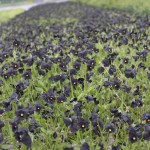 Viola x williamsii 'Molly Sanderson' Bukettviol