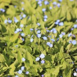 Omphalodes verna Ormöga