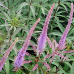 Veronicastrum virginicum 'Fascination' Kransveronika