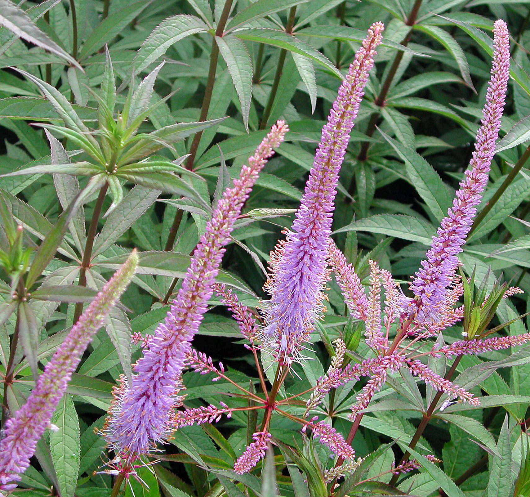 Veronicastrum virginicum 'Fascination' Kransveronika
