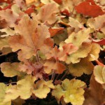 Heuchera 'Marmalade' Gulbladig alunrot