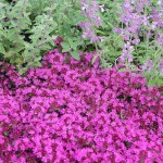 Thymus Coccineus-Gr. 'Coccineus' Purpurtimjan