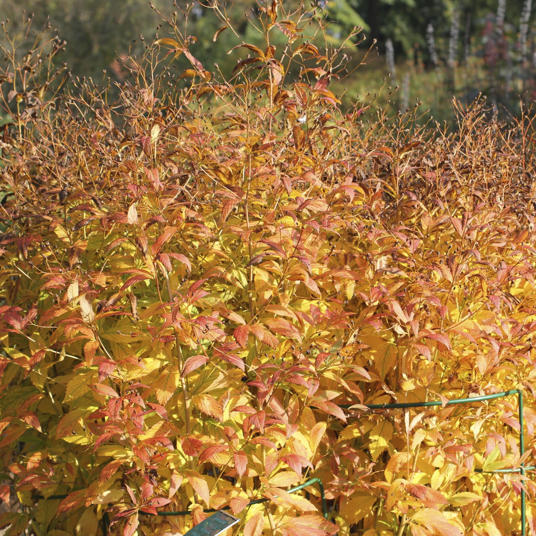 Gillenia trifoliata Gillenia