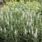 Salvia nemorosa 'Schneehügel' Stäppsalvia