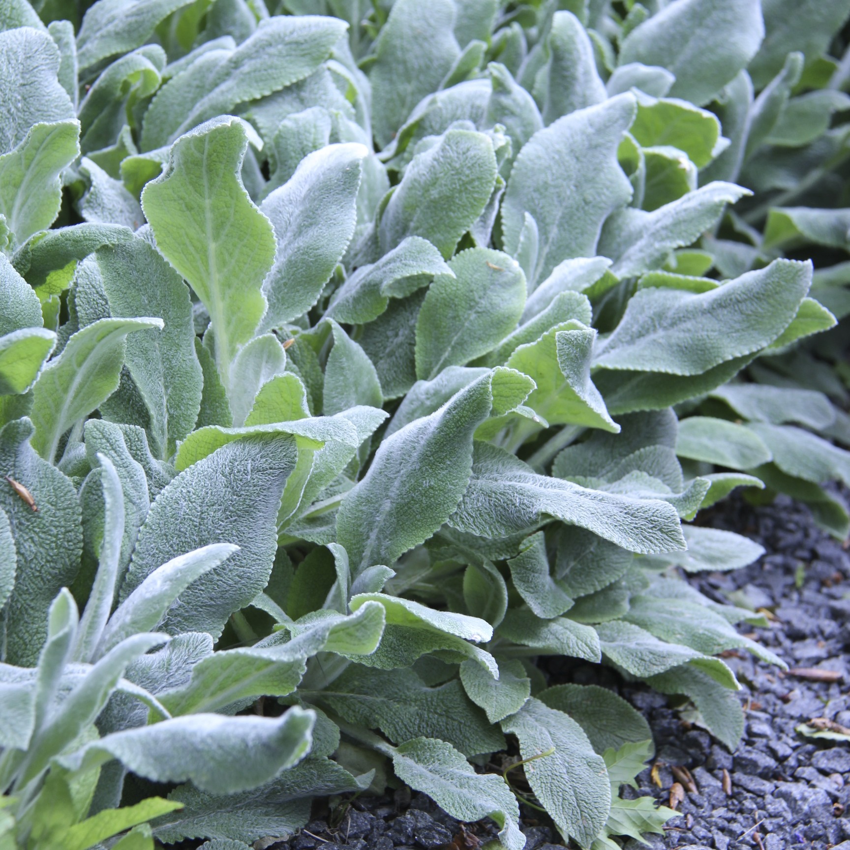 Skymningstid Stachys Byzantina Silver Carpet Perenner se Skymningstid Stachys Byzantina Silver Carpet Perenner se