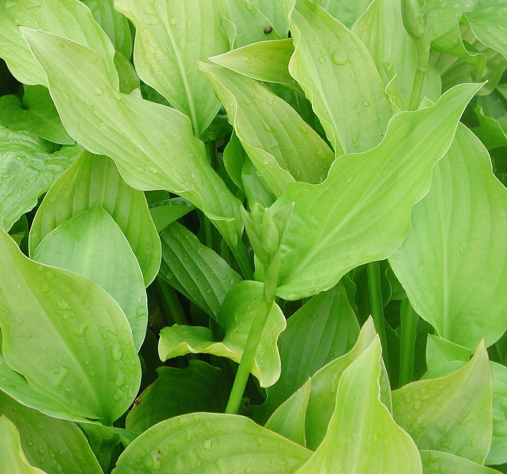 Hosta 'Royal Standard' Doftfunkia