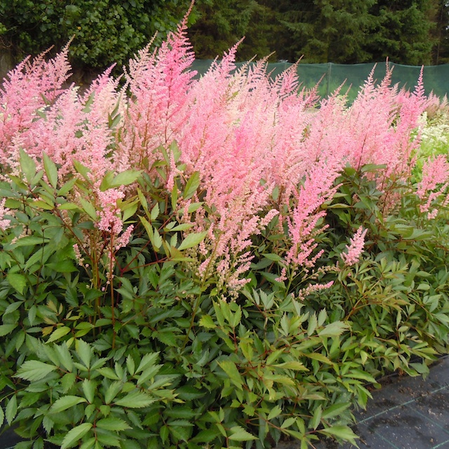 Astilbe Arendsii-Gr. 'Cattleya' Astilbe