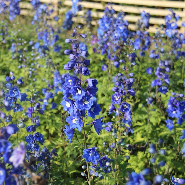 Delphinium Elatum-Gr. 'Blue Bird' Trädgårdsriddarsporre
