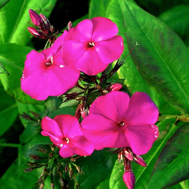 Phlox paniculata 'Starfire' Höstflox