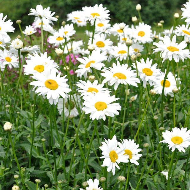 Leucanthemum superbum 'Bröllopsgåvan' GK Jätteprästkrage