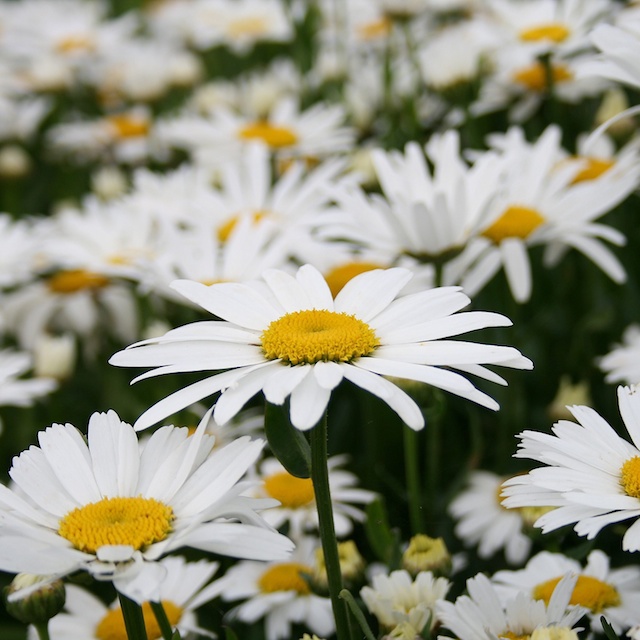 Leucanthemum superbum 'Dwarf Snow Lady' Jätteprästkrage