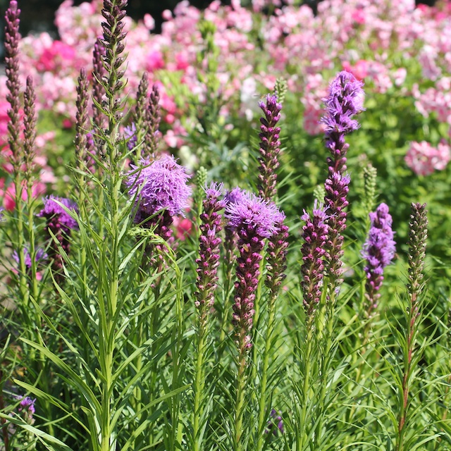 Liatris spicata Rosenstav