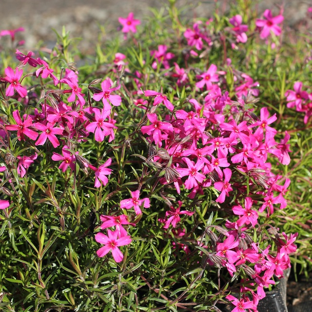 Phlox subulata 'Scarlet Flame' Mossflox