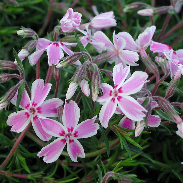 Phlox subulata 'Tamaongalei' Mossflox