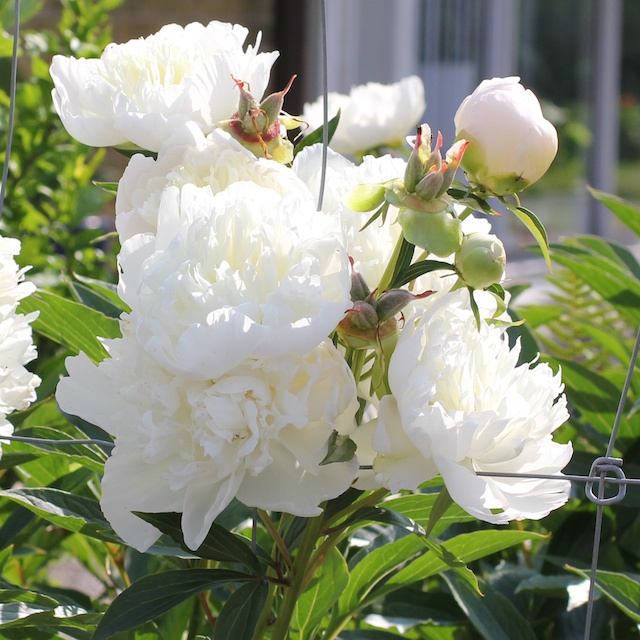 Paeonia lactiflora 'Shirley Temple' 2L Luktpion