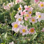 Anemone tomentosa 'Föräldrahemmet' 2L GK Silvrig höstanemon