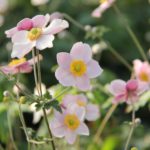 Anemone tomentosa 'Föräldrahemmet' 2L GK Silvrig höstanemon