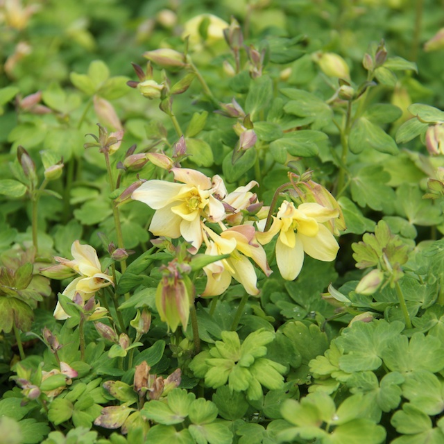 Aquilegia 'Spring Magic Yellow' Akleja