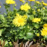 Doronicum 'Little Leo' Vårkrage
