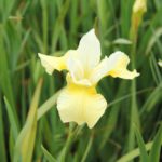 Iris Sibirica-Gr. 'Butter and Sugar' Rabattiris