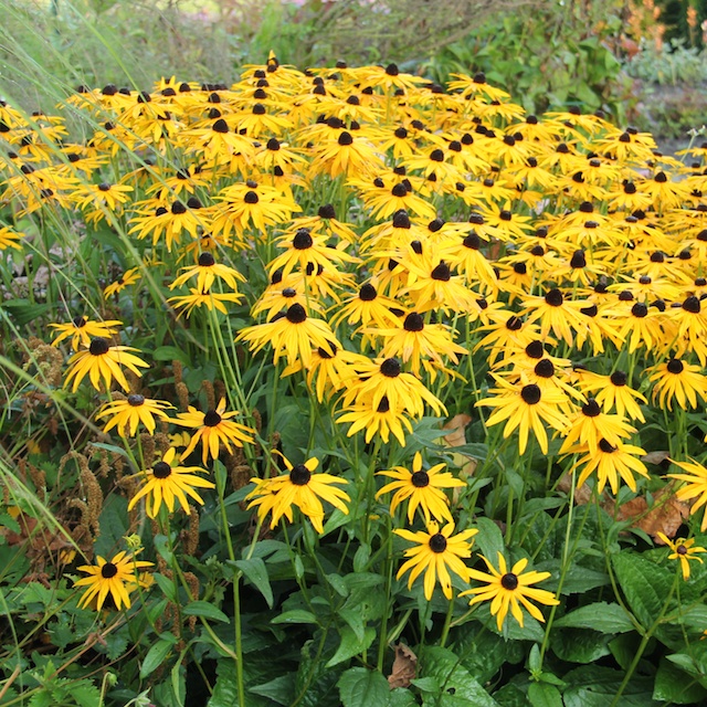 Rudbeckia fulgida 'Goldsturm' Strålrudbeckia