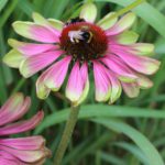 Echinacea purpurea 'Green Twister' Solhatt