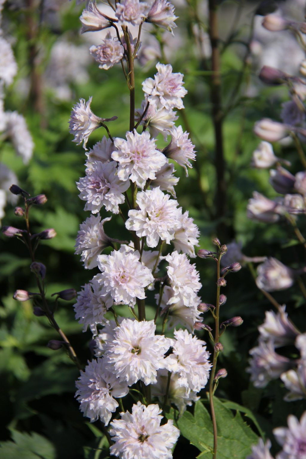 Delphinium HIGHLANDER CHA CHA foto perenner.se - perenner.se