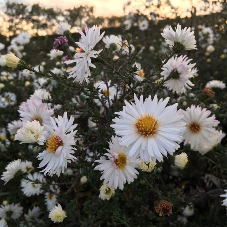 Grönt Kulturarv® - Storsäljare och ny höstaster - perenner.se