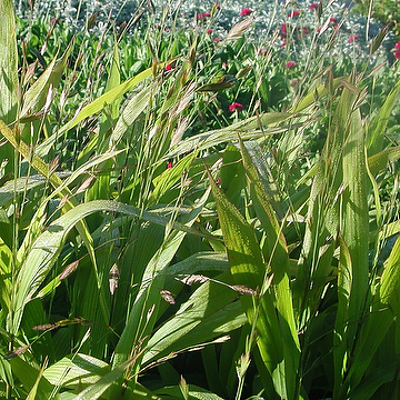 Chasmanthium latifolium Flatax
