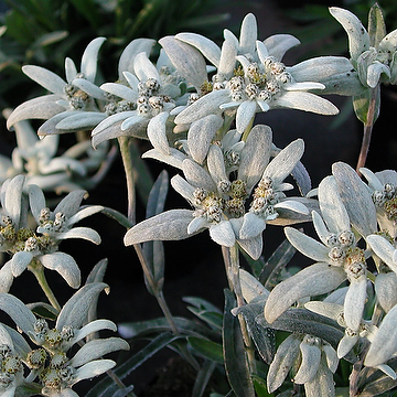 Leontopodium nivale ssp. alpinum Edelweiss
