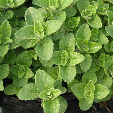 Origanum 'Hot and Spicy' Kungsmynta