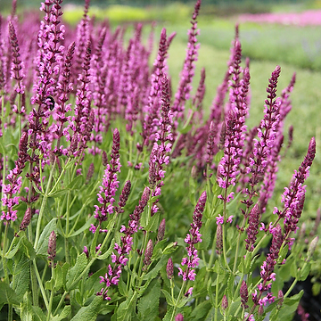 Salvia nemorosa 'Pink Friesland' Stäppsalvia