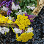 Achillea 'Coronation Gold' Gyllenröllika