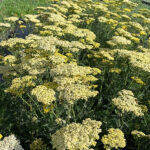 Achillea 'Credo' Gyllenröllika