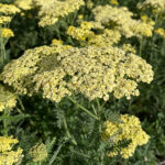 Achillea 'Credo' Gyllenröllika