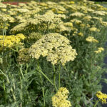 Achillea 'Credo' Gyllenröllika