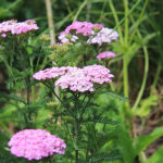Achillea Galaxy-Gr. 'Apfelblüte' Röllika