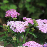 Achillea Galaxy-Gr. 'Apfelblüte' Röllika