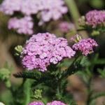 Achillea Galaxy-Gr. 'Apfelblüte' Röllika