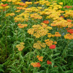 Achillea 'Safran' Röllika
