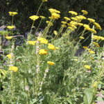 Achillea filipendulina 'Parker's Variety' Praktröllika