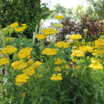 Achillea filipendulina 'Parker's Variety' Praktröllika