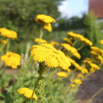 Achillea filipendulina 'Parker's Variety' Praktröllika
