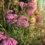 Achillea millefolium NEW VINTAGE VIOLET 'Balvinviolet' Röllika