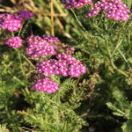 Achillea millefolium NEW VINTAGE VIOLET 'Balvinviolet' Röllika