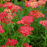 Achillea millefolium 'Paprika' Röllika