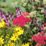 Achillea millefolium 'Paprika' Röllika