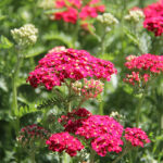 Achillea millefolium 'Paprika' Röllika