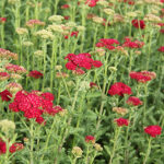 Achillea millefolium 'Red Velvet' Röllika